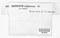 Phlebiella sulphurea image